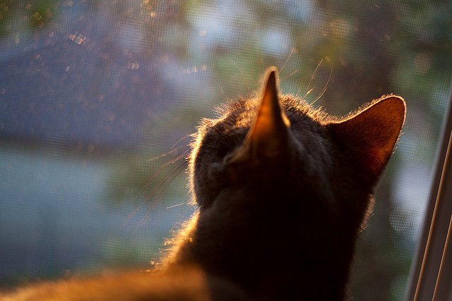 开云体育娱乐app安全-_未来之星：青少年比赛展现新一代潜力_，未来之星参赛宣言