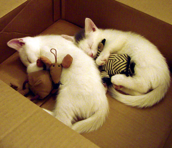 “青训合作项目在边远农村落地，普及足球基础运动”，足球青训政策