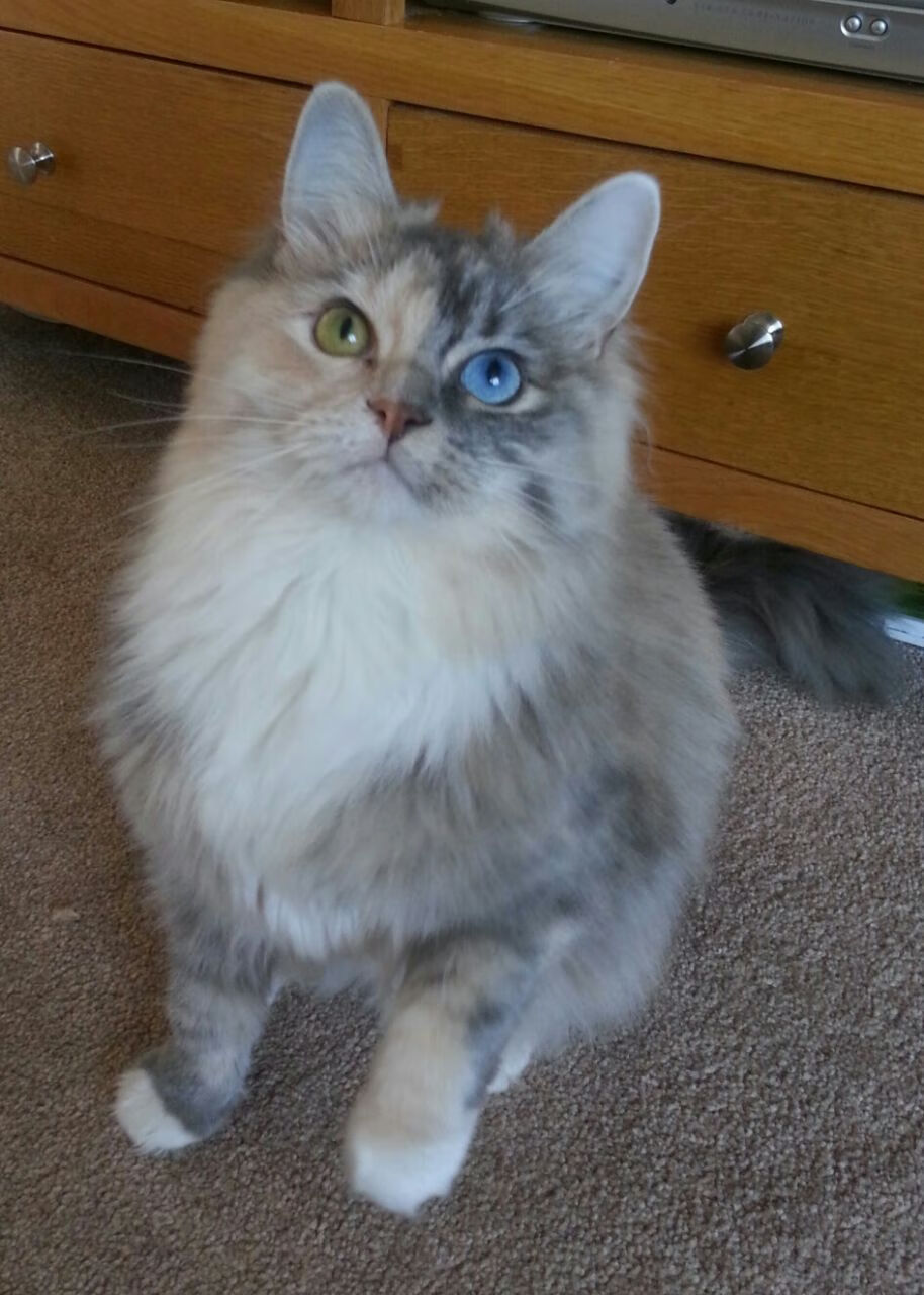 《美联社》：巴西女足在奥运会小组赛中与日本队激战，巴西女足奥运会阵容