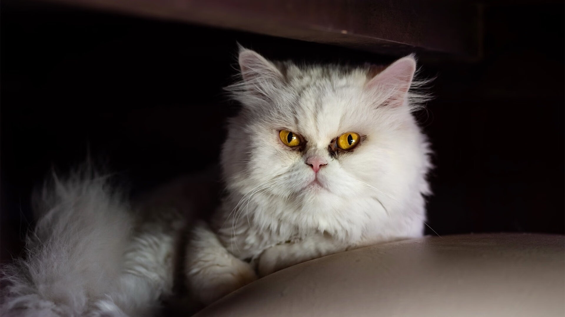 冰封草场？不！塞内加尔带来“非洲热风”，塞内加尔最低温度