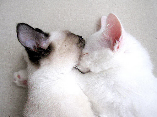 kaiyun xiazai-史上最“爆炸”灌篮合集：谁的动作最震撼？，灌篮高手暴扣