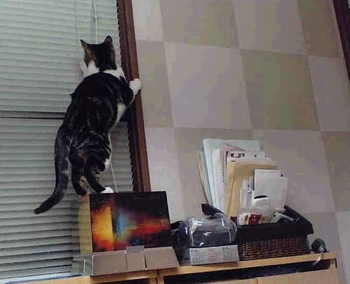 未来十大“可能”球员，谁会成为联盟新宠？，未来的球星就是这样