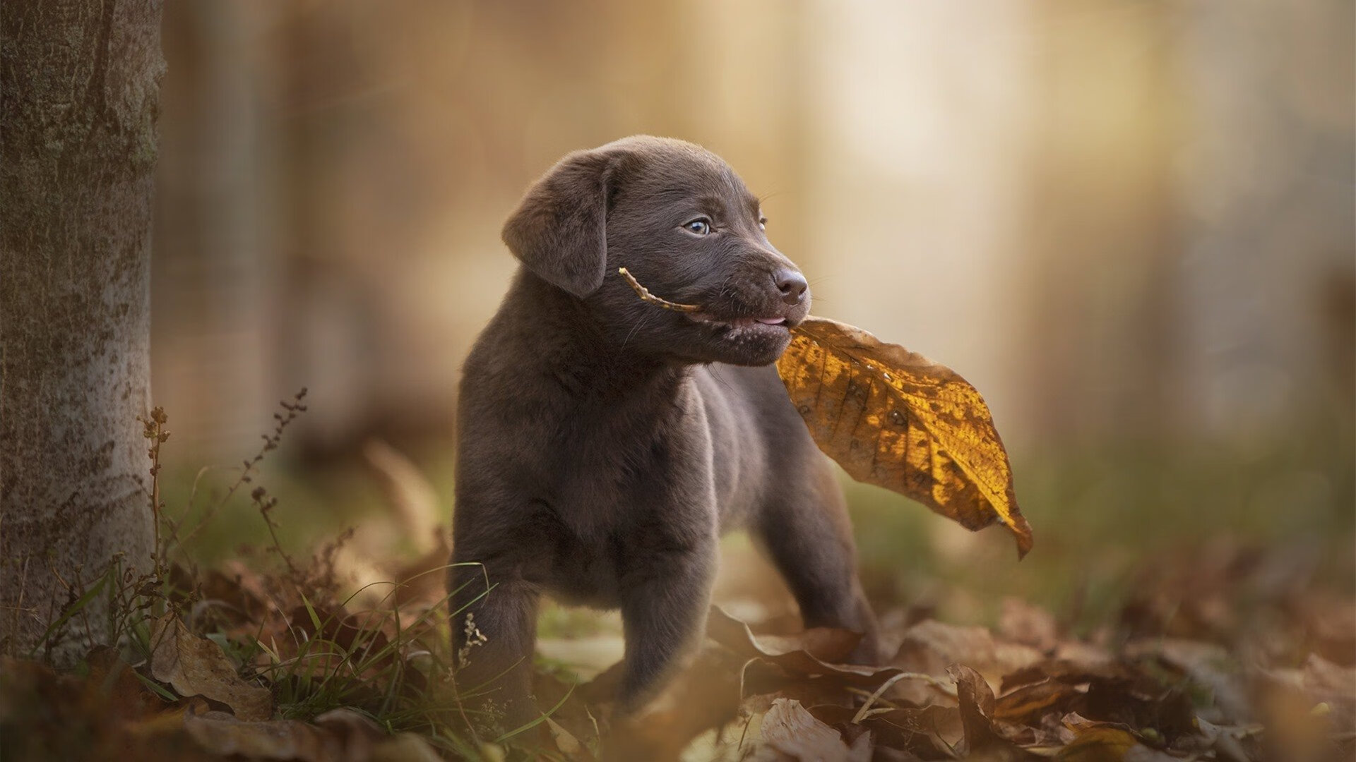 马德里德比的历史与未来：谁才是真正的王者？，马德里德比哪个台直播