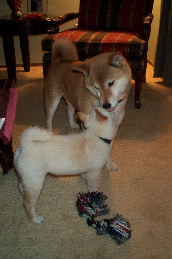 佩里西奇状态回暖,助攻多场比赛获胜,佩里西奇最新动态