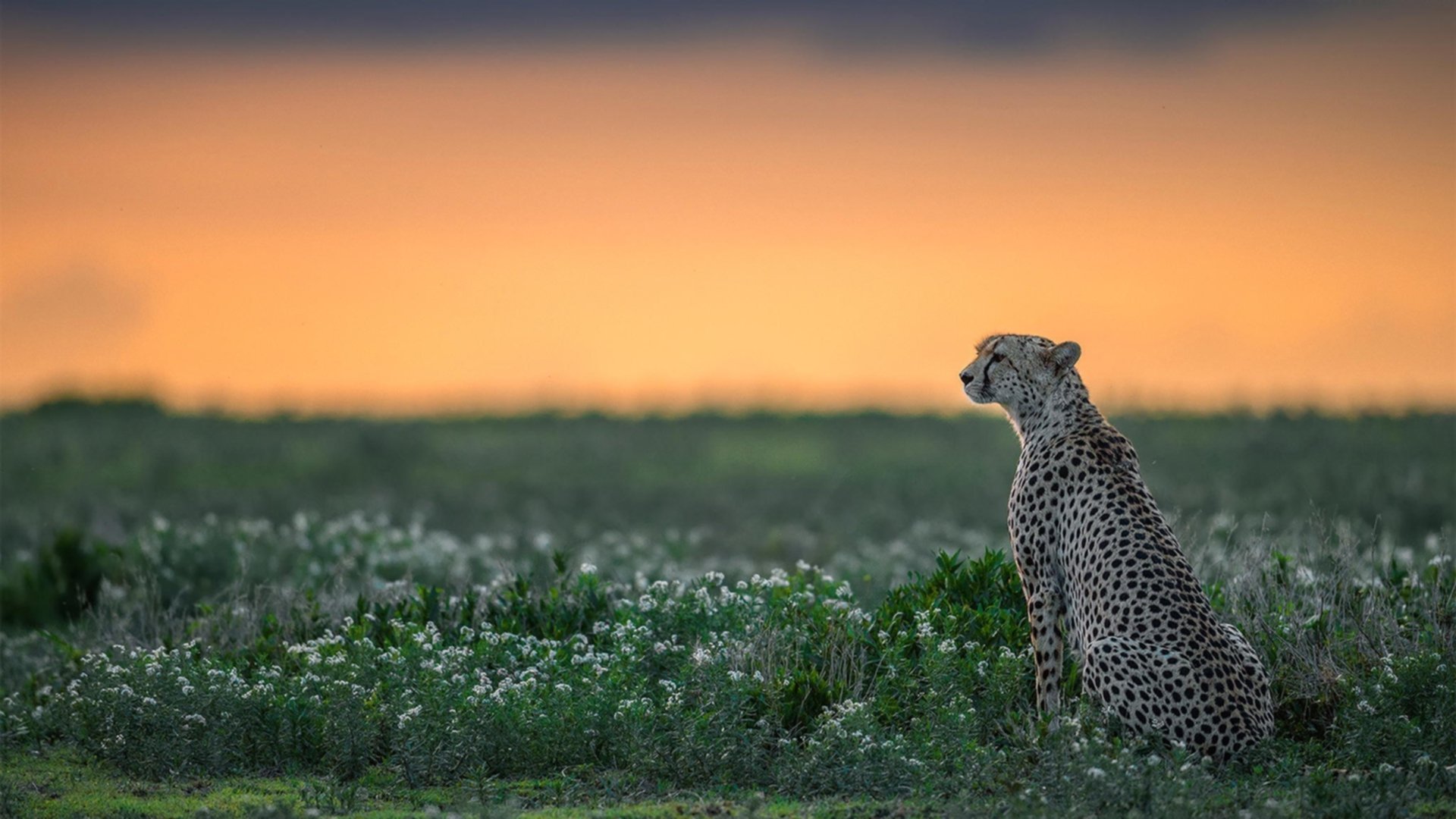 开云娱乐-昂热前场火力不济，教练组寻找进攻火药，昂热到底是谁