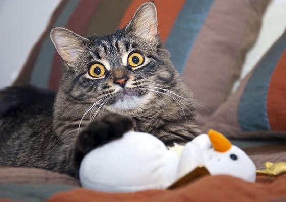 中国篮球职业联赛裁判员培训机制研究,2021篮球裁判员培训报名