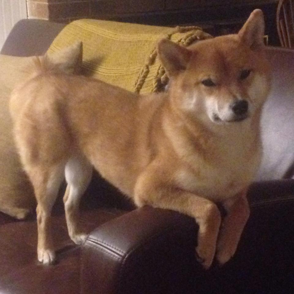 中国青少年篮球推广政策及校园篮球融合实践，青少年篮球赛事推广