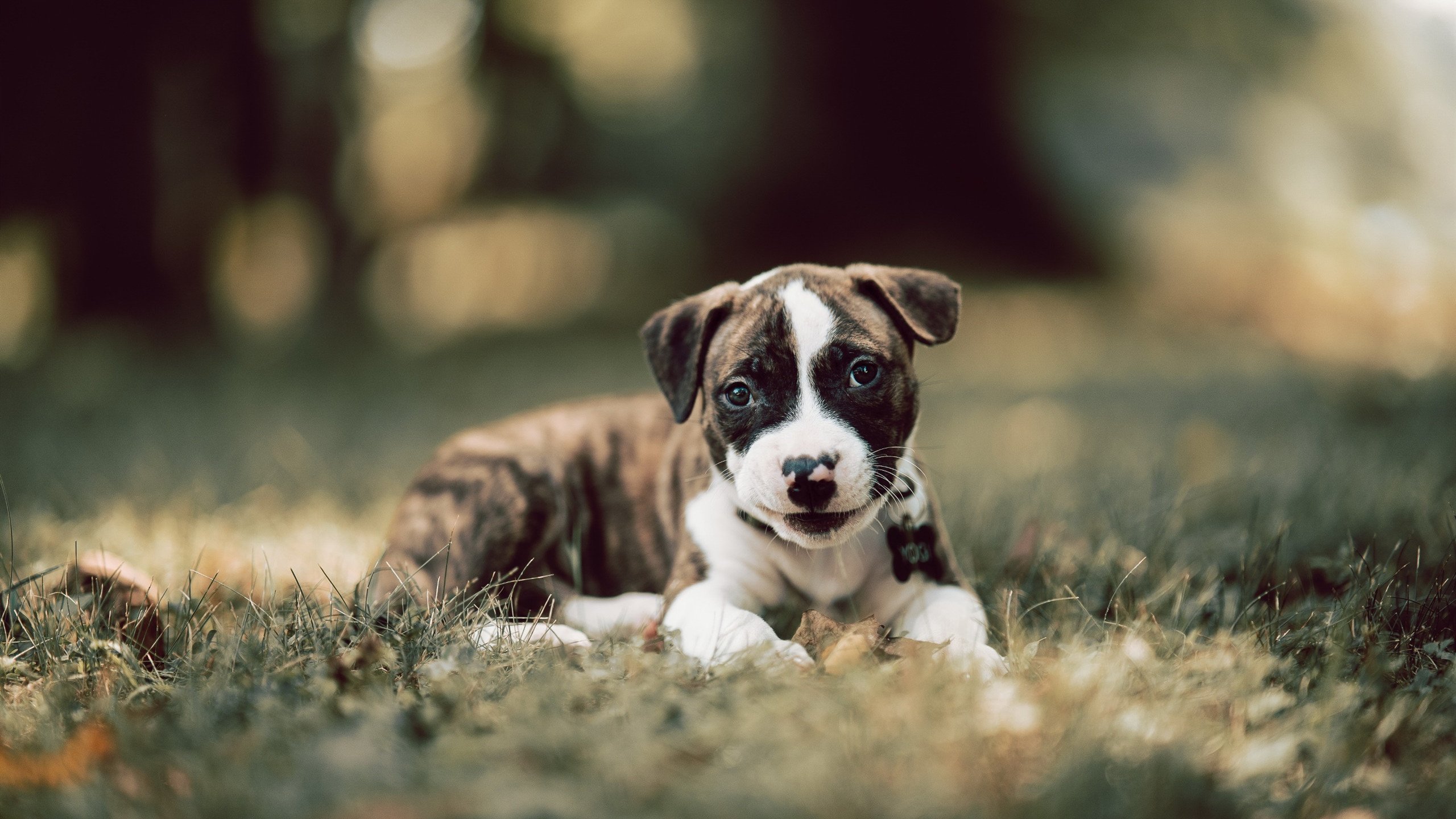 体育数据隐私保护法律政策建议，体育数据服务