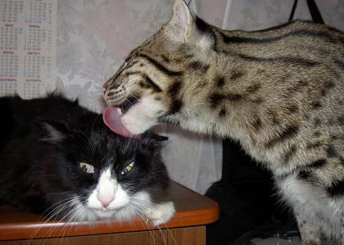 篮球运动员专项体能训练课程体系构建与实施策略，篮球专项体能的五个方面